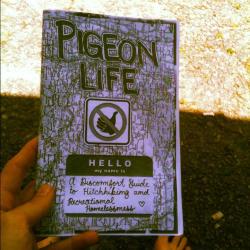 dakotafloyd:  Pigeon Life: A Discomfort Guide