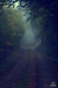forestmist:  Misty road by alexandrbond on
