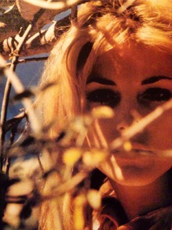 Sharon Tate, photographed during a 1964 session in Big Sur, by Walter Chappell