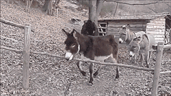 thenatsdorf: Lazy donkey figures out a better way. [full video]  Donkey Kicks!