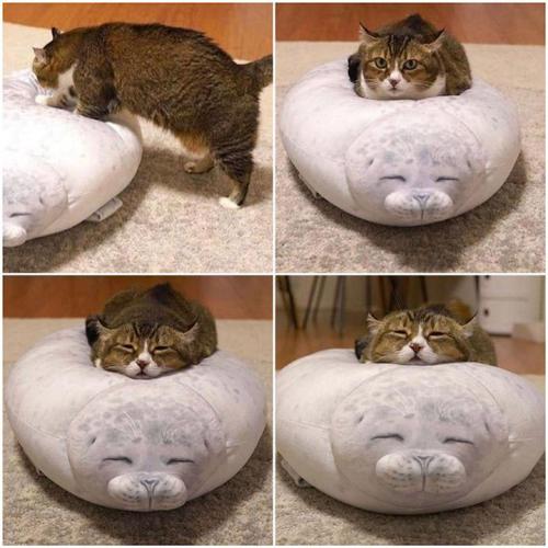 justcatposts:  This cat on a fluffy seal pillow (Source)