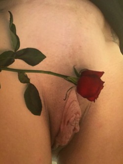 lovestotempt:The rose