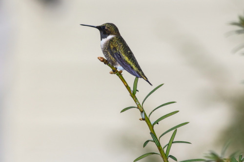 photographersonmeteomedia:  hummingbird  Cute
