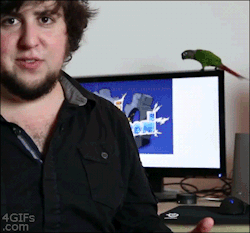 hiseyescouldntlie:  sofapizza:  forgot how to bird  the guy’s just like “fucking hell not again this is so embarrassing” 