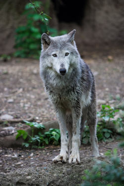 kohalmitamas: Loup gris de la forêt by alain_sxb