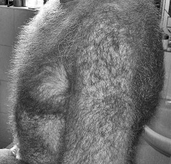 Getsnastyonhairydads:  Fatherlust:  A Father’s Fur.  Perfect For Frottaging On