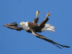 sixpenceee:  A bald eagle snapped flying upside-down.   Image by Pam Mullins in British Columbia.   