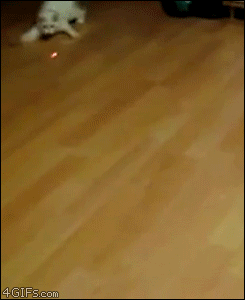 Кот и лазер