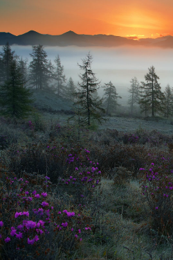 expressions-of-nature: Breaking Dawn : Vladimir