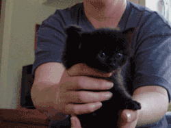 linzdragon:  101st-analborne:  p0rtalcat:  Black cat appreciation post.  That third-to-last one. TEH EYES  ` 