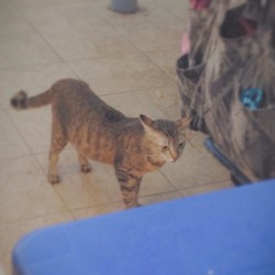 Cat At SS2 Food Court 6/5/14  #vsco #vscocam #cats #catart #art #photography  (at Ss2 Food Court)