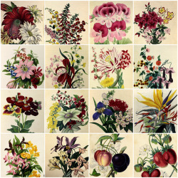 michaelmoonsbookshop: The Greenhouse, Hot House and Stoveincluding selected lists of the most beautiful species of exotic flowering plants and directions for their cultivationCharles M'Intosh FHSLondon WM S Orr and Co 1838 First Edition  Fine hand coloure