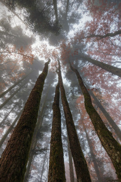 moody-nature:  Untitled | By Michael Flocco