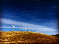 Vasco Road windmills. #norcal #purewindenergy #cleanenergy #california #leadingtheway #solar  (at Altamont Pass Wind Farm)