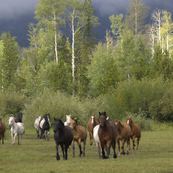 redwingjohnny:  Wild Horses by WesternArt