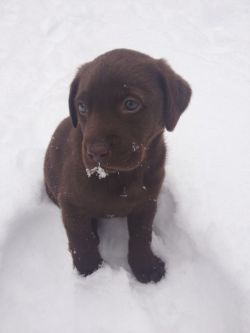 kisssed:  i got a chocolate lab puppy on Sunday and her name is Sadie! :))) 