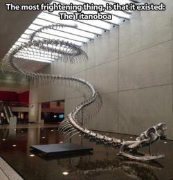 americanninjax:  seananmcguire:  hatagay:  phoenicis-nido:  riordam:  Cough basalisk cough  fifteen fucking feet AND 2,502 POUNDS ARE YOU SHITTING ME  tITANBOA   I WANT ONE.  Clarification…they reached 15 Meters. That’s 50 feet, not 15. Just in case