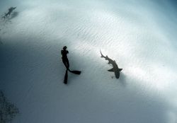 vaitape:favlt:  Beauty and The Beast   A female freediver takes in the underwater scene, as a lemon shark slowly swims by  I love this photo so much because I cannot decide who is the Beauty, and who is The Beast. The contrast is truly beautiful.   deep