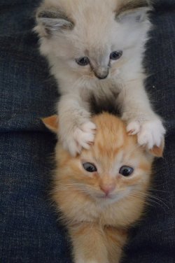 hbadger90:  vablissfull:  .Kat. on We Heart It - http://weheartit.com/entry/56457414/via/VABlissfull  So cute  Playful kitties