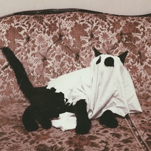 williamcrisafi:  My ghostcat 