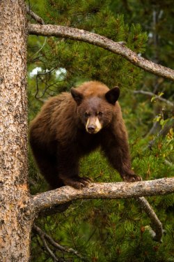 radivs:  'Curious Black Bear' by StevenDavisPhoto 
