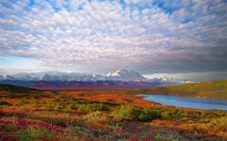 Northern autumn (Denali National Park, Alaska)