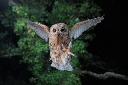 featheroftheowl:  Daily Deviation - Common Scops Owl: Here I am by phalalcrocorax