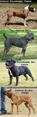 thembulldawgs:  Visual Difference between these breeds.  Note that there is only ONE Pit Bull…and that’s the American Pit Bull Terrier