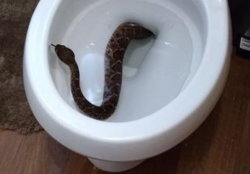 triss19: vining-zerg:  anothertypicalman:  cheesewhizexpress:   humanoidhistory:  Snakes are slithering up from toilets in Texas. THE END TIMES ARE NIGH!! (Dallas Morning News)    I think I’ll just go shit in the yard.  Don’t shit on me  