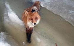 sixpenceee:  Fox Found Frozen Alive in Norway RiverNot far from highway E18 in Kragerø, Norway, a red fox was found frozen standing upright in a river, as if the water had suddenly turned to ice as it was crossing through.Foxes have a high tolerance
