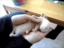gifsboom:  Video: Baby Ferret Runs in His Sleep   my baby! &lt;3 &lt;3 &lt;3