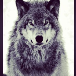 #wolfknives represent. #reddragons #rds #fsu #ellisfam
