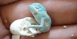 steezy-brah:  dekutree:  fencehopping:  Chameleon hatching  humans are fucking pathetic look at this little nigga come out of his egg on his own no crying no helpless “wah wah cut my umbilical cord” bullshit he come out and he already on the hunt