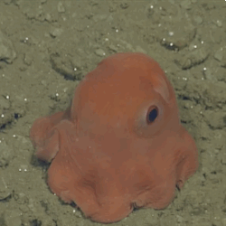 youngbadmanbrown:  wavesoftware:  sciencefriday:  huffingtonpost:  New Octopus Is So Adorable It Might Be Named Opisthoteuthis AdorabilisThe most adorable little octopus in the world looks like a cross between a Pac-Man ghost and a Pokemon creature.Just
