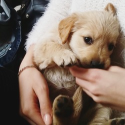 mauvexh:  My friend’s puppy is too cute i can’t 😭 