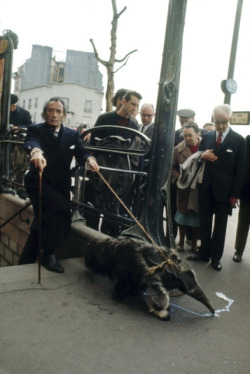 weirdvintage:  Salvador Dalí walking his anteater in Paris, 1969 (via) 