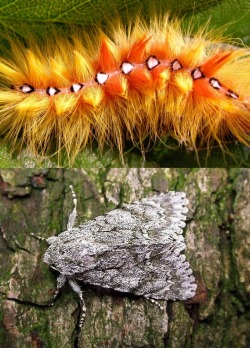 Owls-Love-Tea:   Caterpillars And The Moths They Turn Into. 1. Sycamore Moth2. Cecropia