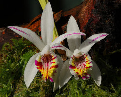 libutron:Spotted Pleione - Pleione maculata This stunning orchid is Pleione maculata (Asparagales - Orchidaceae), a species native to India, Nepal, Myanmar (Burma), Thailand, Laos, Vietnam, and Yunnan China, whose flowers are incredibly beautiful; sepals