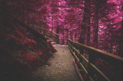 deeplovephotography:  Vancouver Island Infrared
