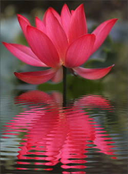 astrologyreadings:  The analogy of the lotus is worth considering. The lotus grows in dark and muddy water but rises above it to stand free. In the same way, the body and feelings are as they are, so by accepting them and rising above them, they no longer