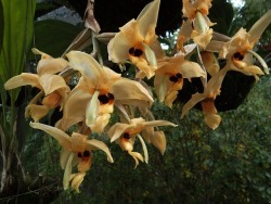 orchid-a-day: Stanhopea wardii Syn.: Stanhopea aurea, Stanhopea venusta, Stanhopea aurea major, Stanhopea wardii var. aurea, Stanhopea amoena, Stanhopea inodora var. amoena July 27, 2018  