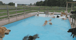 fiftythreecrimes:  cubebreaker:  Thanks to the recent addition of their own 21x41ft pool, dogs at Lucky Puppy in Maybee, Michigan got to have their very own doggy pool party.  when I die this better be what heaven looks like tbh 