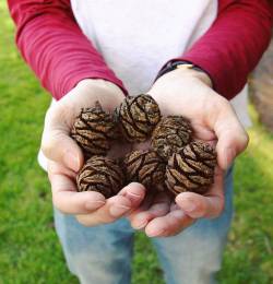@conmayn 💞  #hands #pinecone #trees #nature #springtime #grass #outdoors #Explorer  (at Heathfield Gardens)