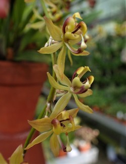 orchid-a-day:  Oncidium wallisoidesSyn.: Sigmatostalix wallisiiMay 26, 2018 