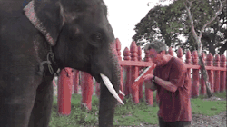 chilewebeooo:  Yea…yea..yea..yea..yea..♪♫  haciendo bailar a la gorda de mi elefanta (no es mi polola)