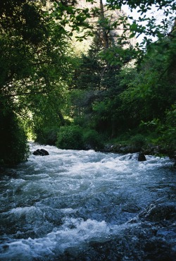 northwezt:  Rapid River, Idaho Olympus om-4 (Fuji Film 200)