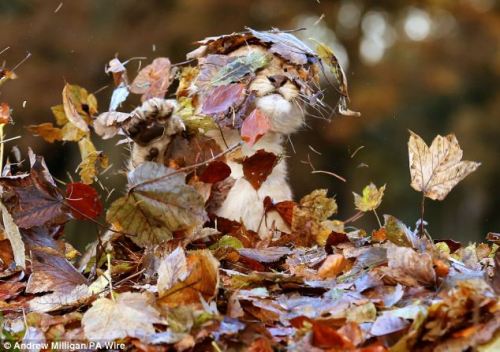 catsbeaversandducks:  Frolicking in the autumn leaves, this little lion cub is having the time of her life as she excitedly plays in her enclosure. Tiny cub Karis proved she’s not too dissimilar to human children as she threw herself into the pile of