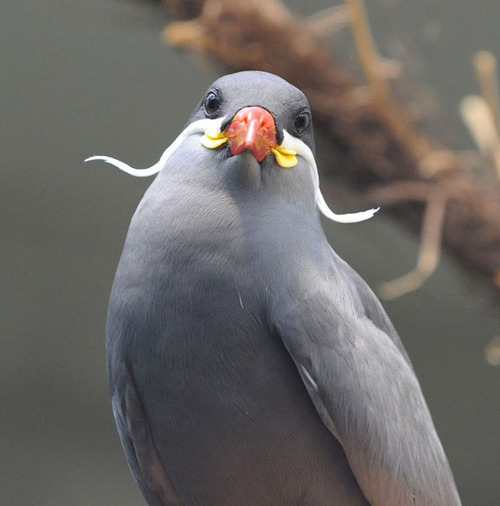 Inca Tern, a species of bird that lives in the Pacific coastline from northern Peru