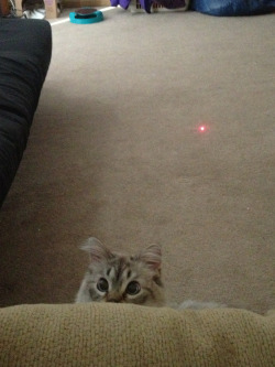 cuddlepunch:  This just in: he’s figured out where the laser comes from. 