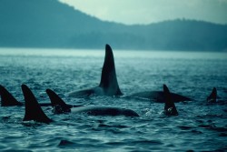 oceans-seas:  oceans-seas:  Killed if not captured - In 1965, the first-ever orca show was performed by a female orca named Shamu at SeaWorld San Diego. During Shamu’s capture, her mother was shot with a harpoon and killed before the young orca’s